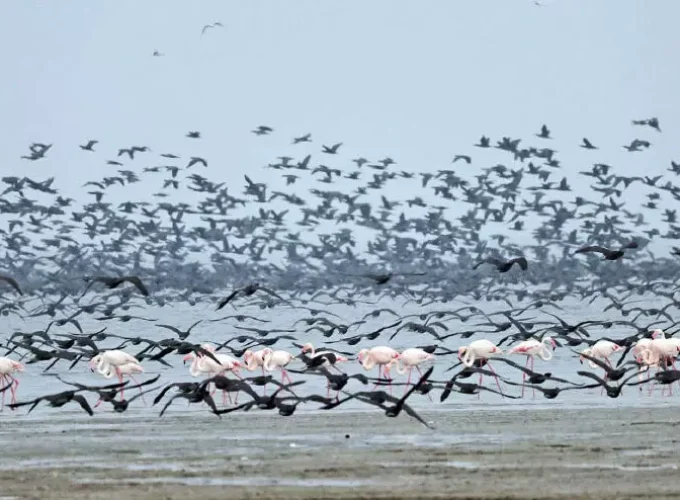 2374257-migratory-birds-89786