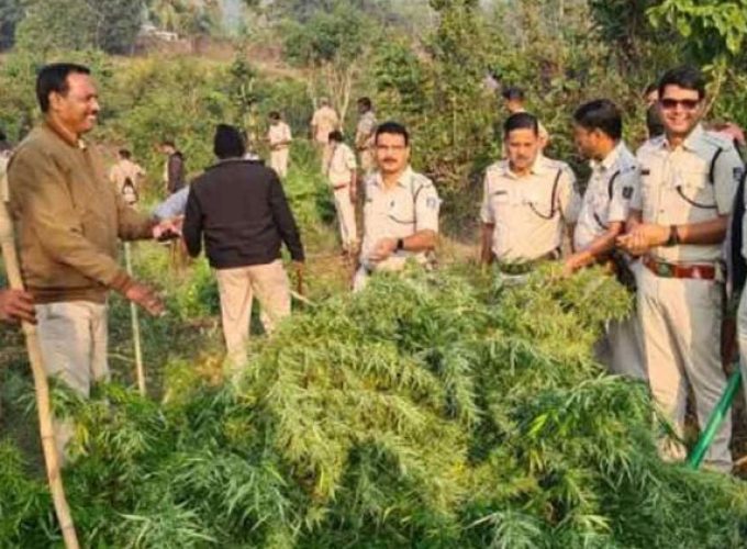 Visakhapatnam District Police destroys ganja cultivation