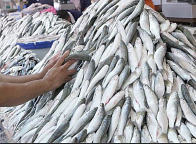 fish auction