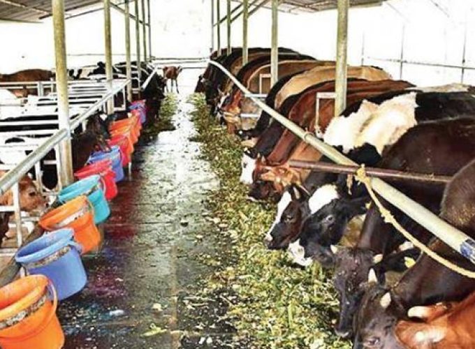 administration orders to seal dairy farms in lakshadweep
