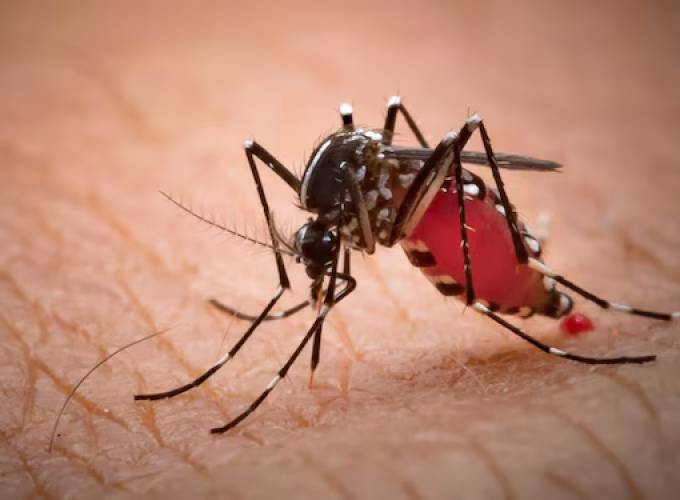 brazils-revolutionary-mosquito-strategy (1)
