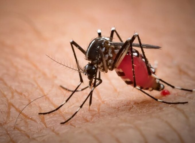 brazils-revolutionary-mosquito-strategy