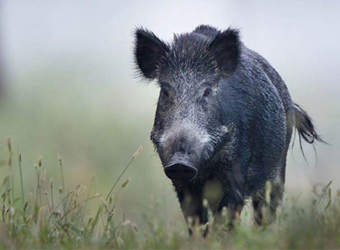 cabinet decision kill wild boar