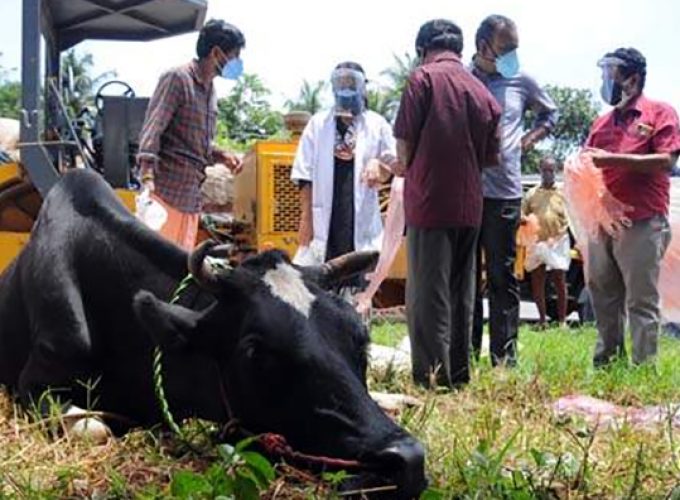 cow