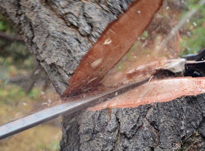 cutting tree