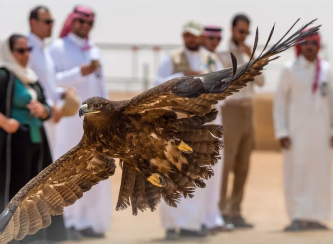 desert-wildlife-conservation-success-in-saudi-arabia-3