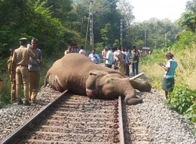 elephants slanted in valayar