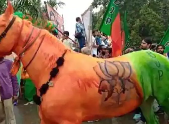 horse