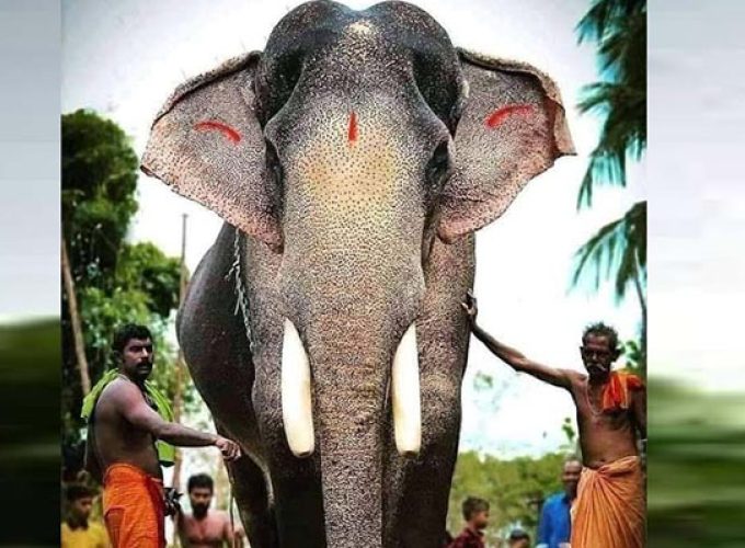 kuttisankaran new