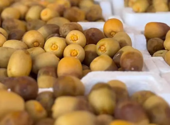 madina-dates-saudi-markets