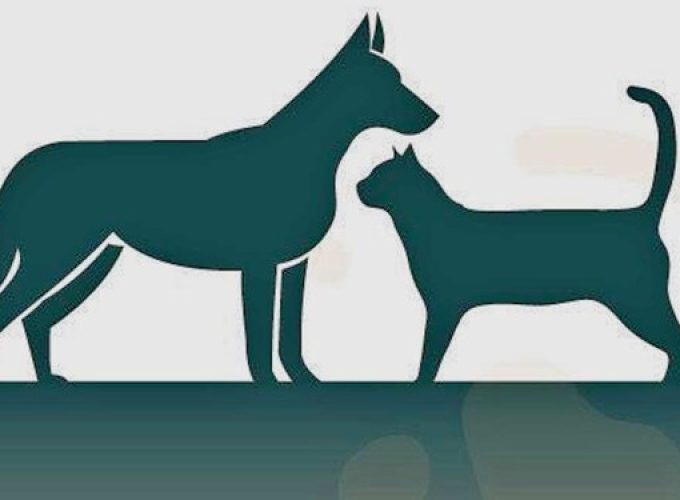 muscat-municipality-to-rehabilitate-stray-animal