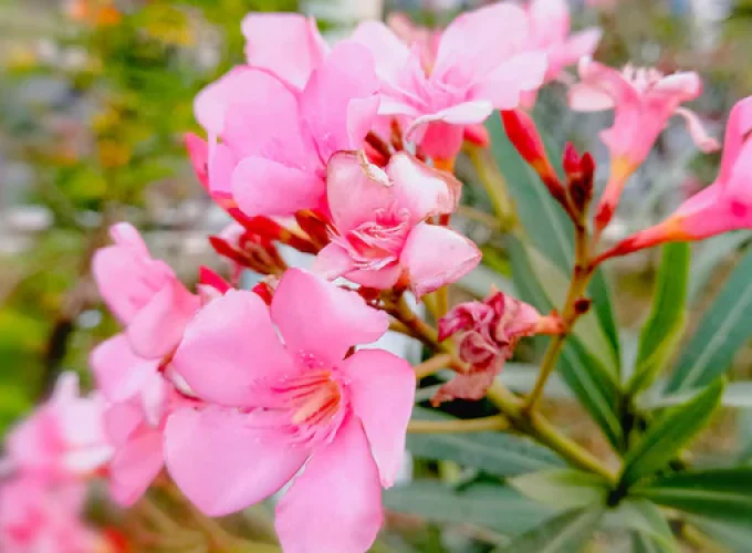 oleander-plant-bans-in-uae