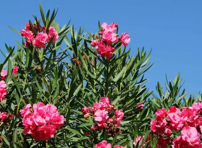 oleander