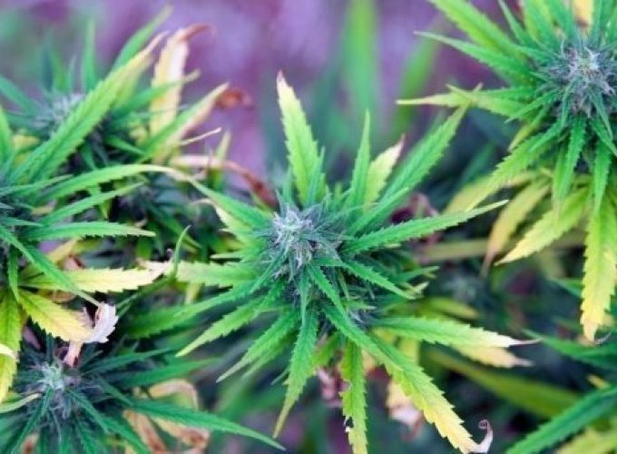 permission to grow ganja