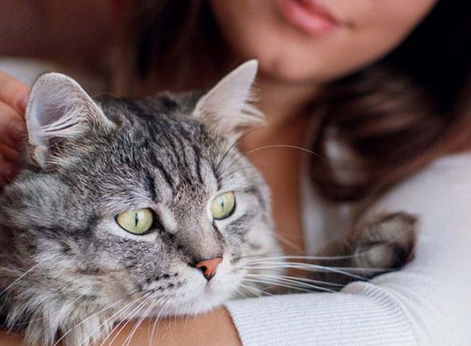 pet cat beaten to death neighbor arrested