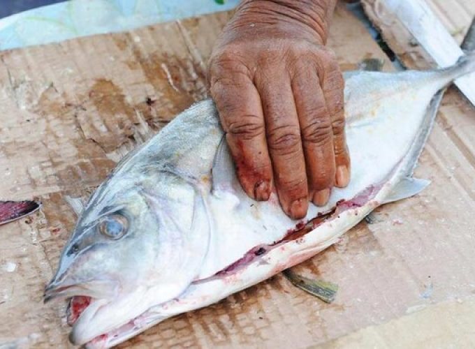 saudi-aseers-fish-production-surges-past-4000-tons-1