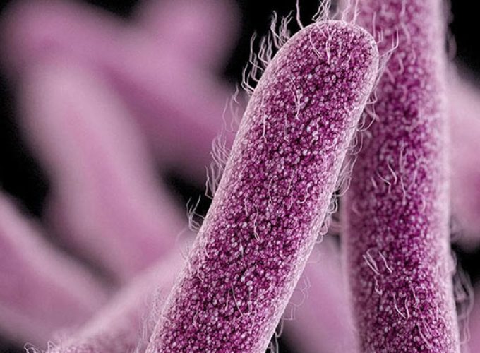 shigella virus in kerala