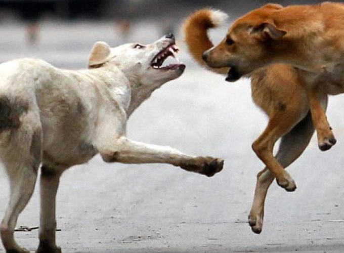stray dog