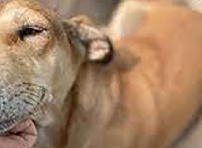 street dog
