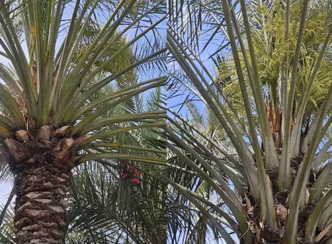 summer-has-begun-and-palm-trees-have-started-blooming-in-arab-countries2