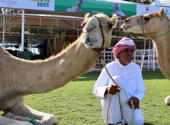 tenders-invited-for-bahrain-livestock-exhibition-mara-ee-2024 (1)