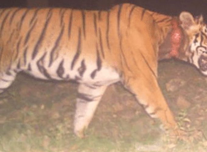 tiger at kurukkanmoola 1