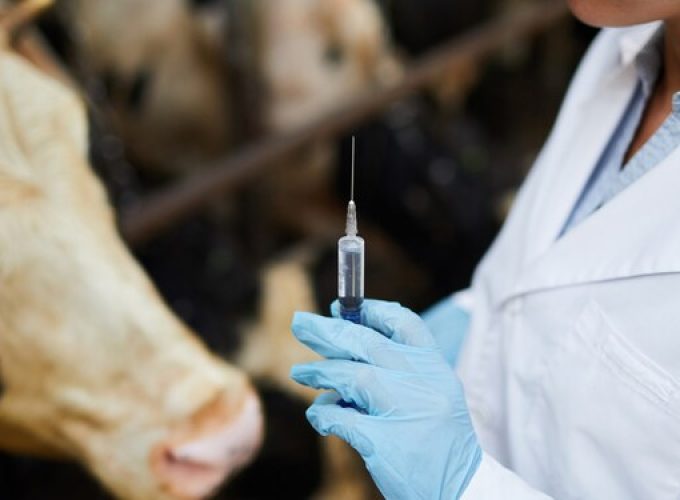 veterinary-vaccine