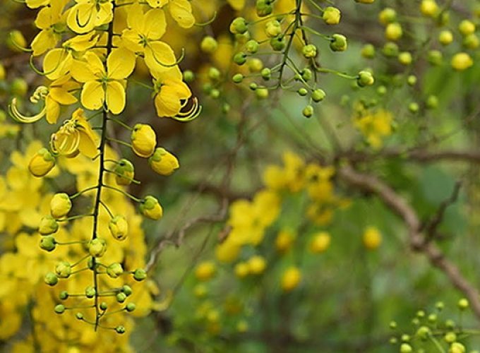 vishu