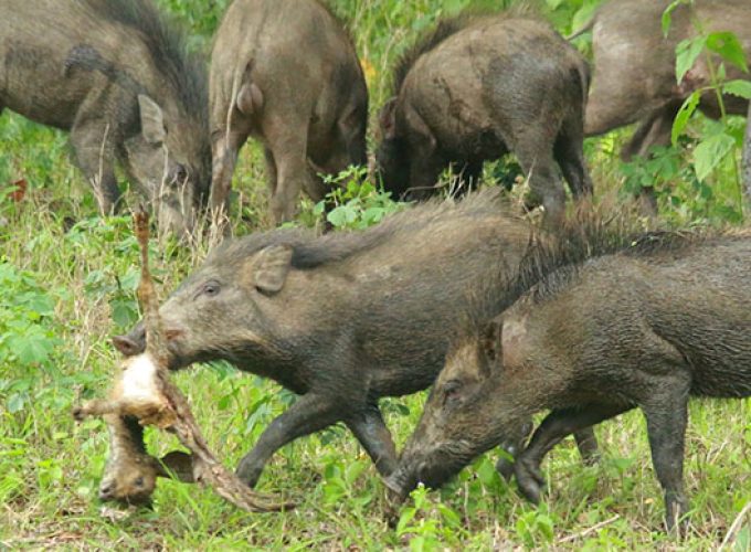 wild pig